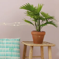 Mimi'lou Frise adhésive Etoiles dorées (5 mètres)