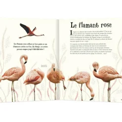 Enfant Auzou Editions Livre L'anthologie illustrée des animaux fascinants