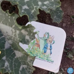 Discount Lot de 3 boîtes à goûter Pierre Lapin Boîte À Goûter / Lunch Box